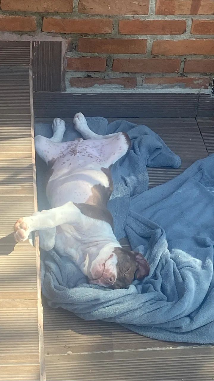 Doação filhote de pitbull  - Foto 3