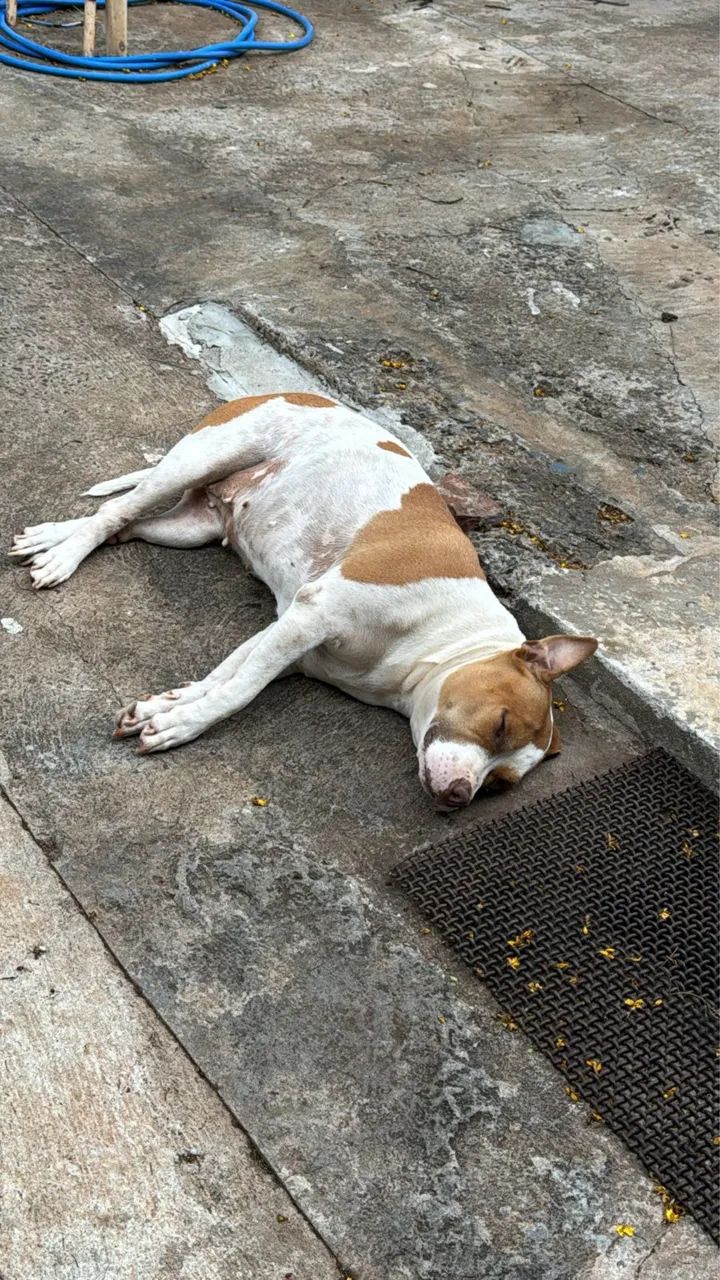 Pit bull Femea DOAÇ ÃO  - Foto 2