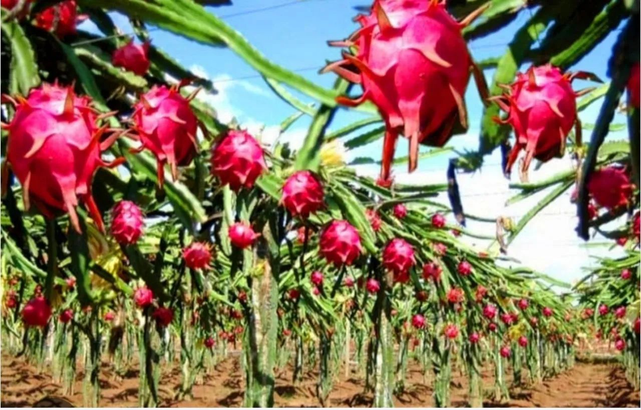 Mudas de pitaya 