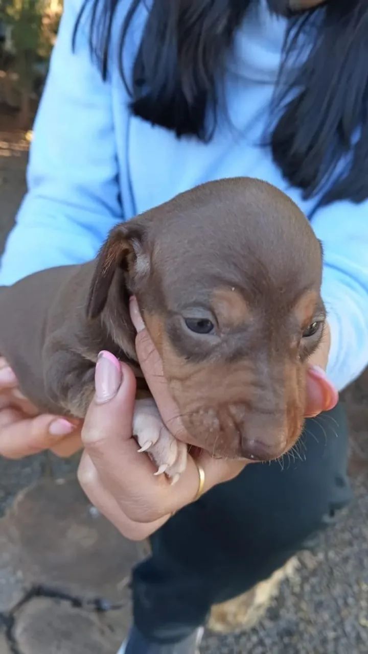 Dachshund