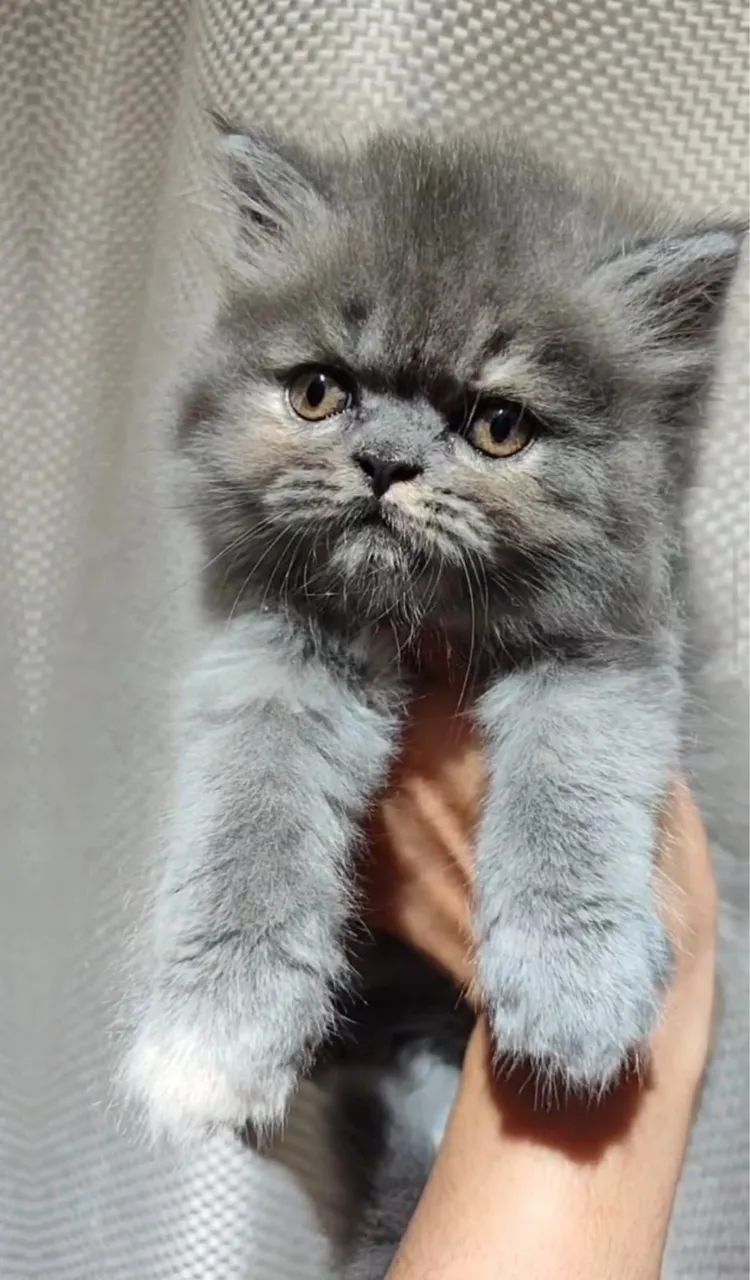Gato persa  - Foto 4