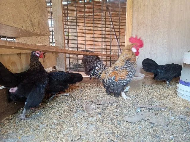 Mini Galizé  - Foto 6