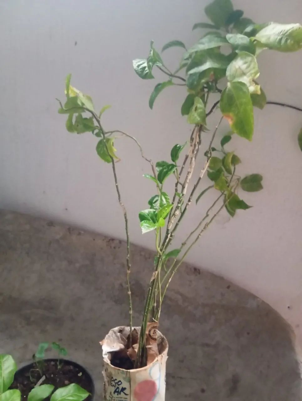 Vendo mudas de maracujá 