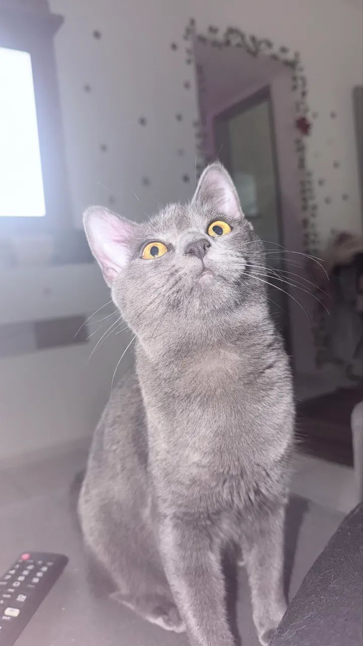 Animal - Foto 4