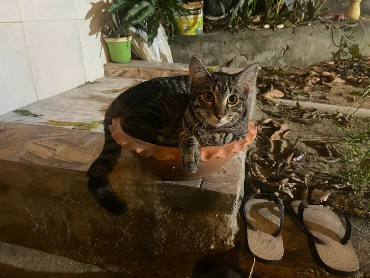 Gato Rajado