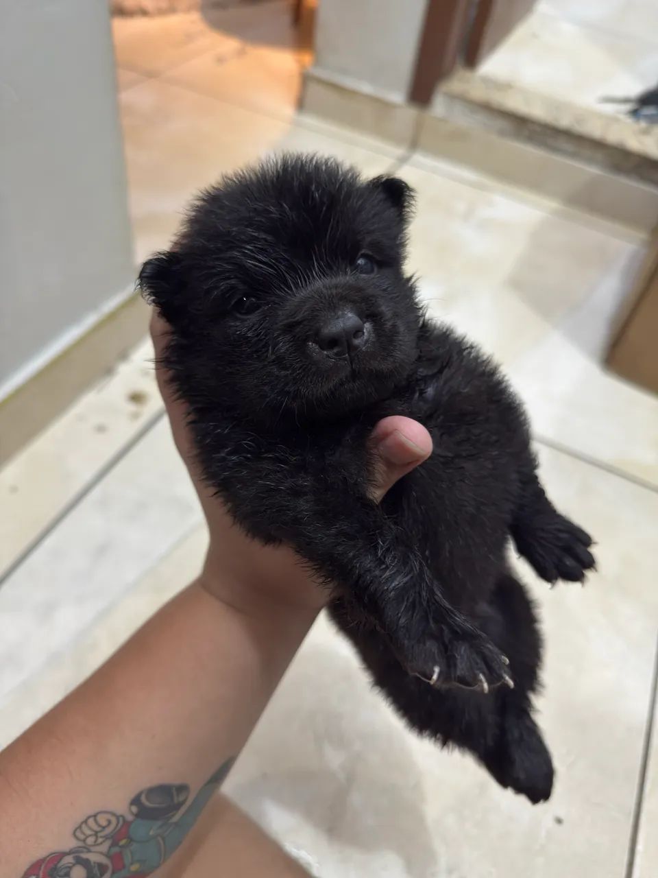 CHOW CHOW PURO