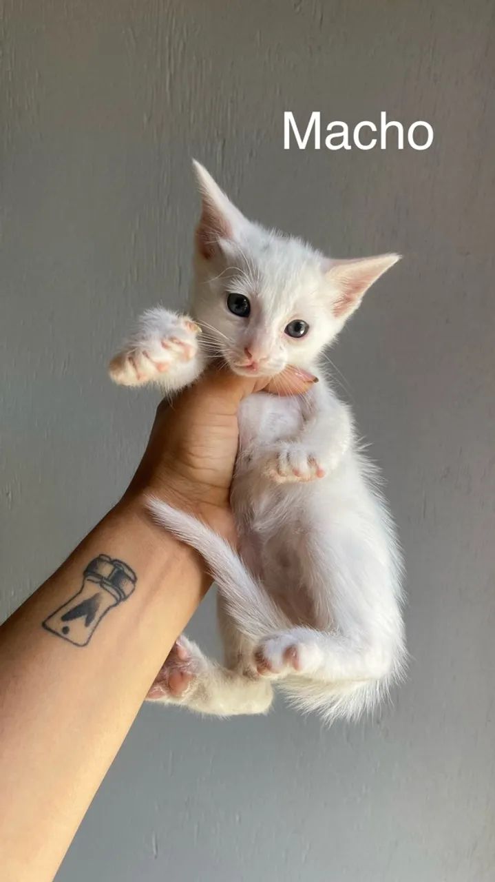 Gatos para adoção - Foto 4