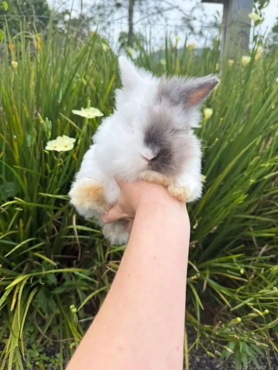 Mini coelho