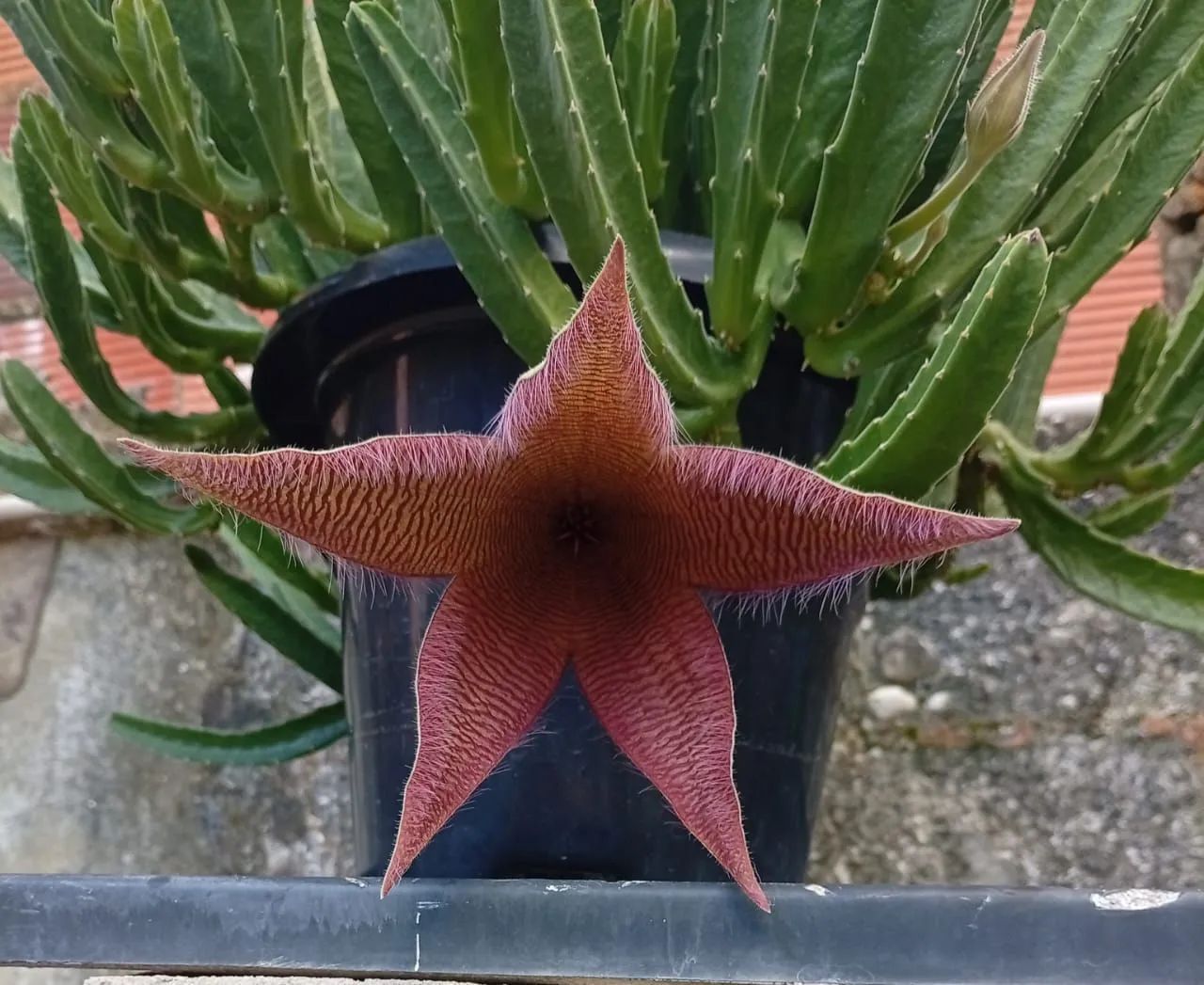 Plantas  - Foto 3