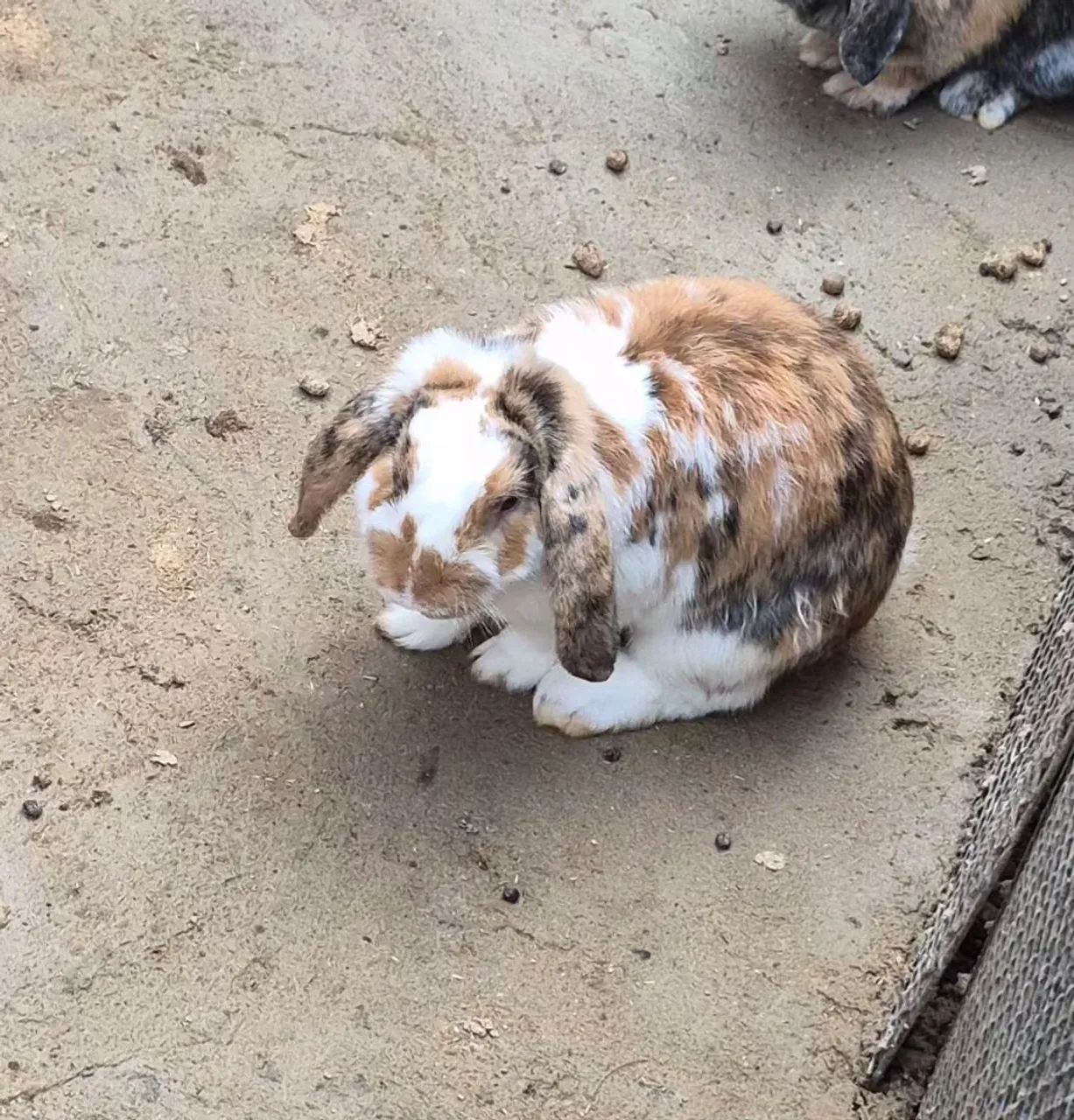 Coelho Mini Lop - Foto 2