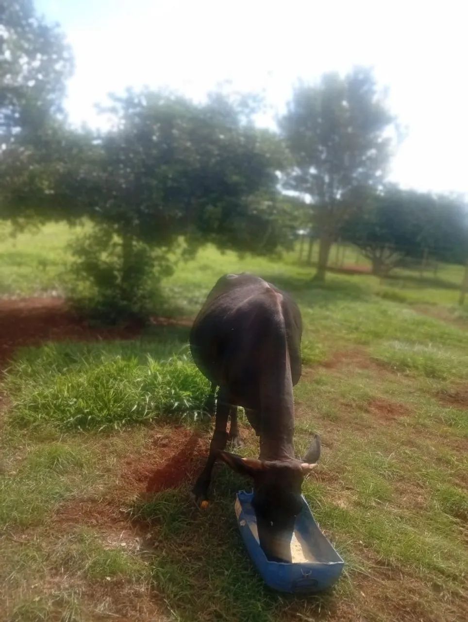 Vendo vaca leiteira mojando 4500,00 - Foto 2