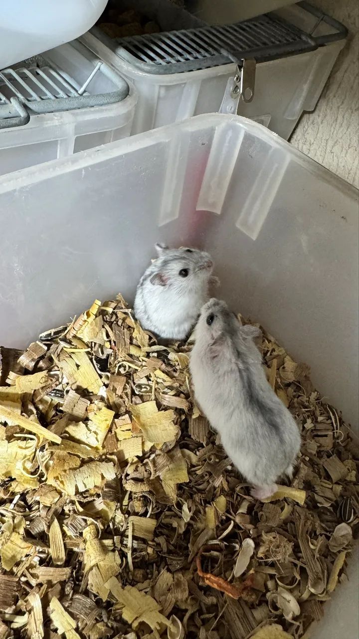 Hamster Russo  - Foto 5