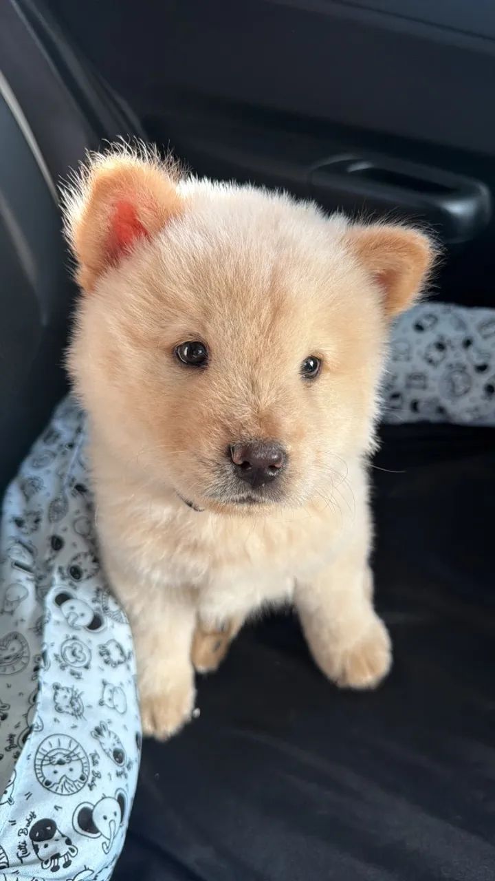 Cachorro chow chow  - Foto 5