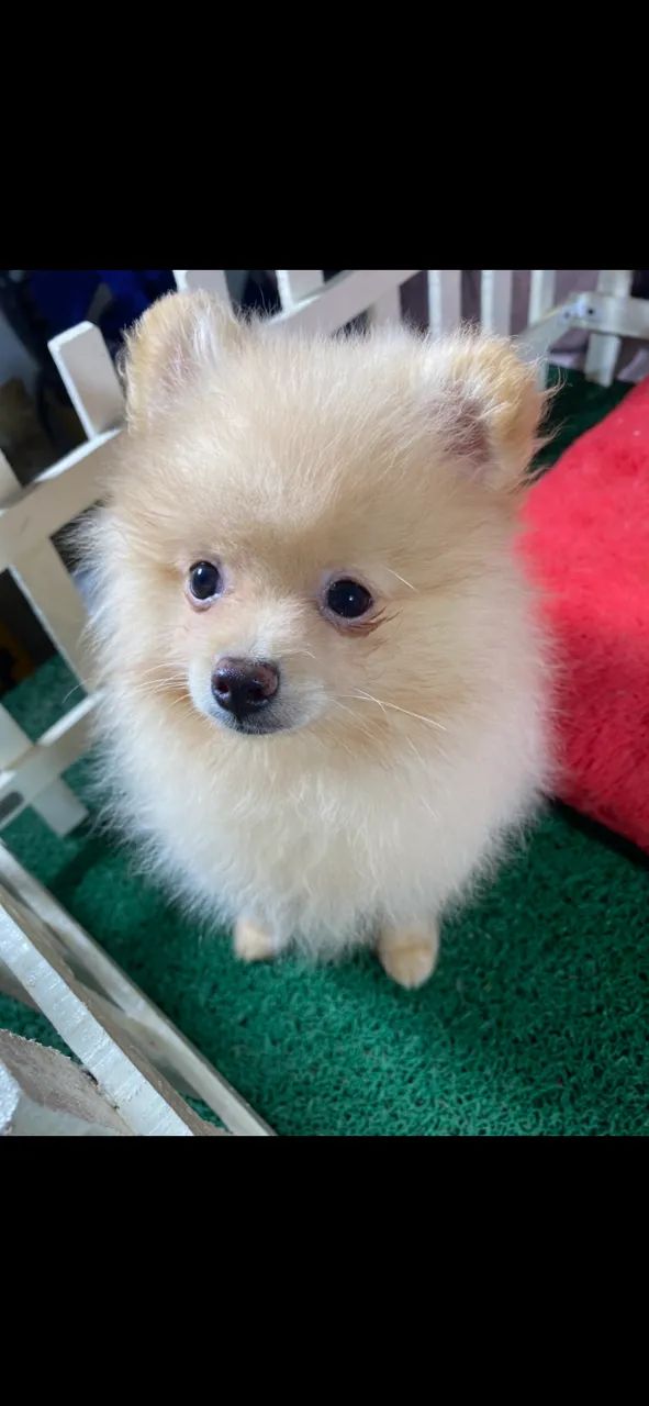 Spitz alemão anão - Macho - Foto 2