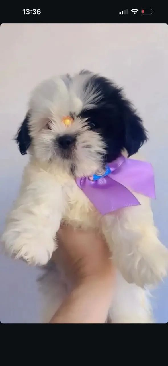 Shihtzu zero focinho com pedigree  - Foto 5
