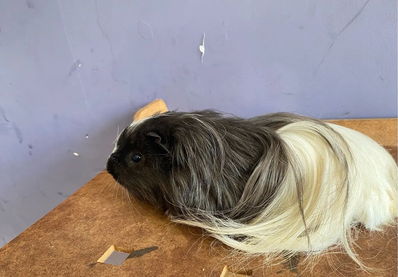 Porquinhos da india Sheltie filhotes disponiveís entregas Janu e Moc  - Foto 2