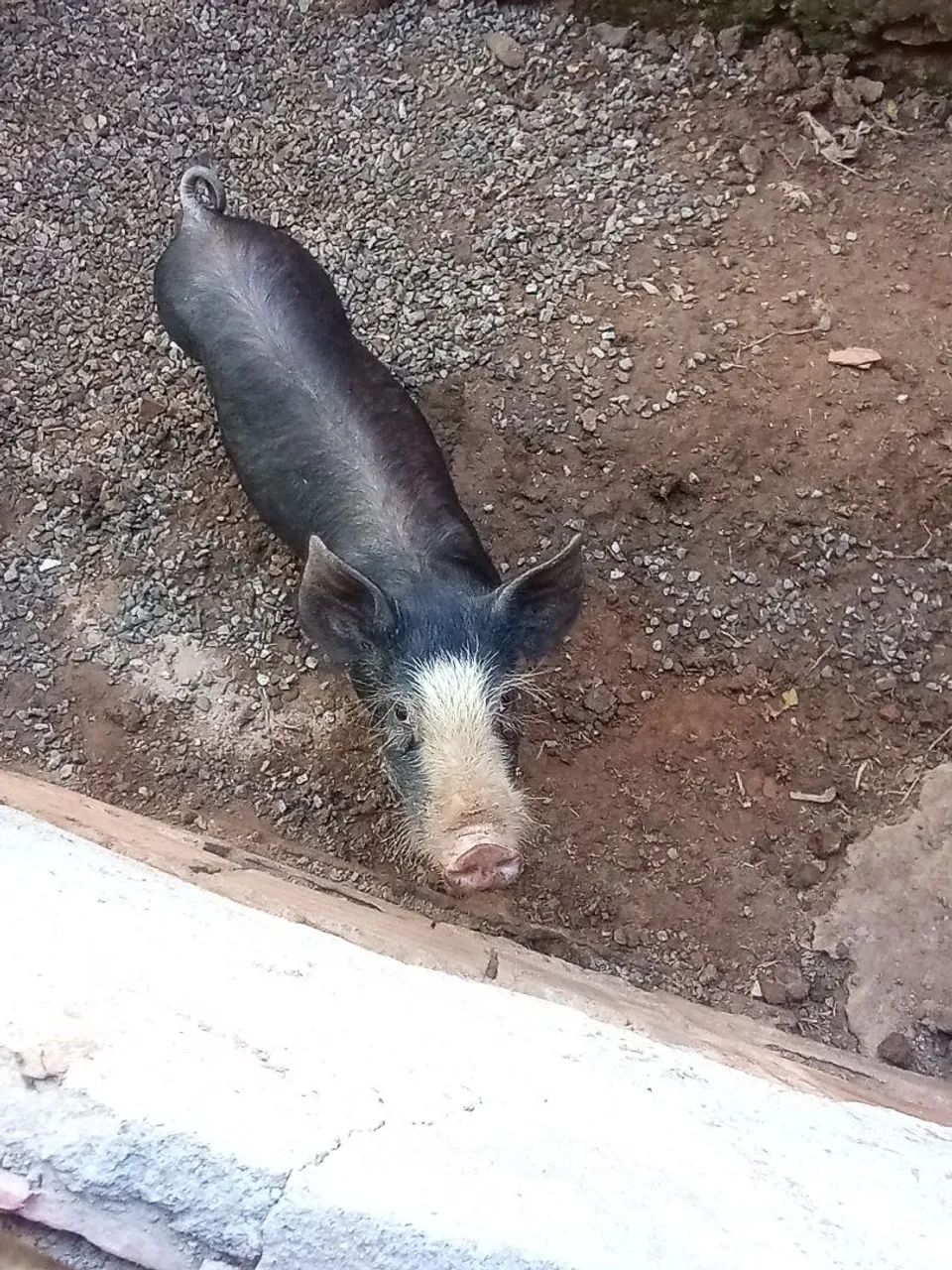 Porco