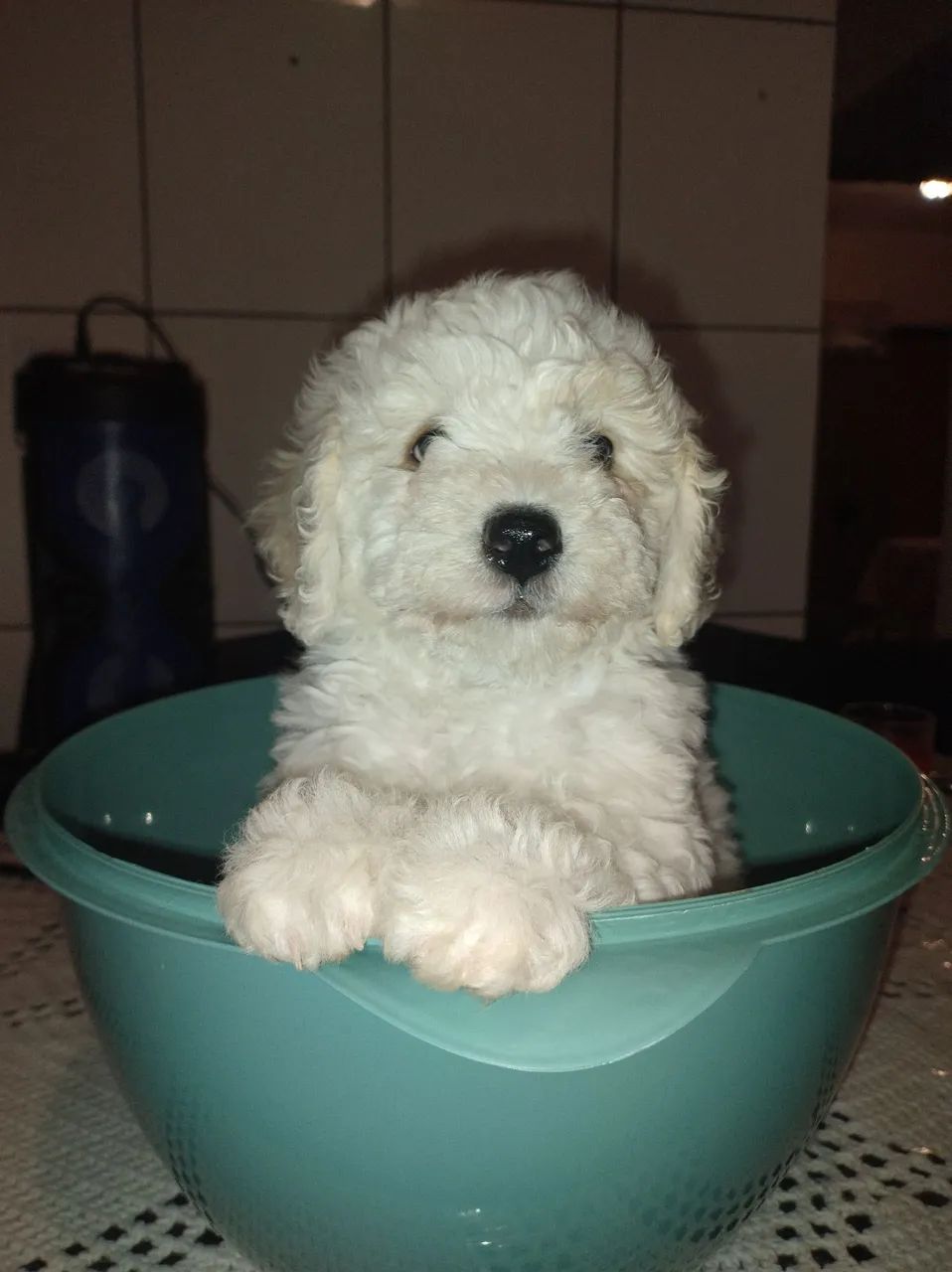 Filhote de poodle  - Foto 2