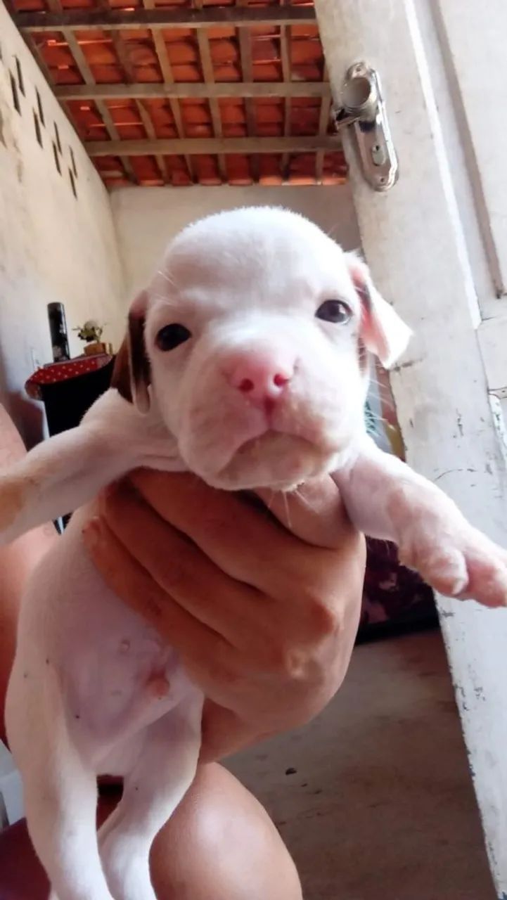 Vendo um pitmonster