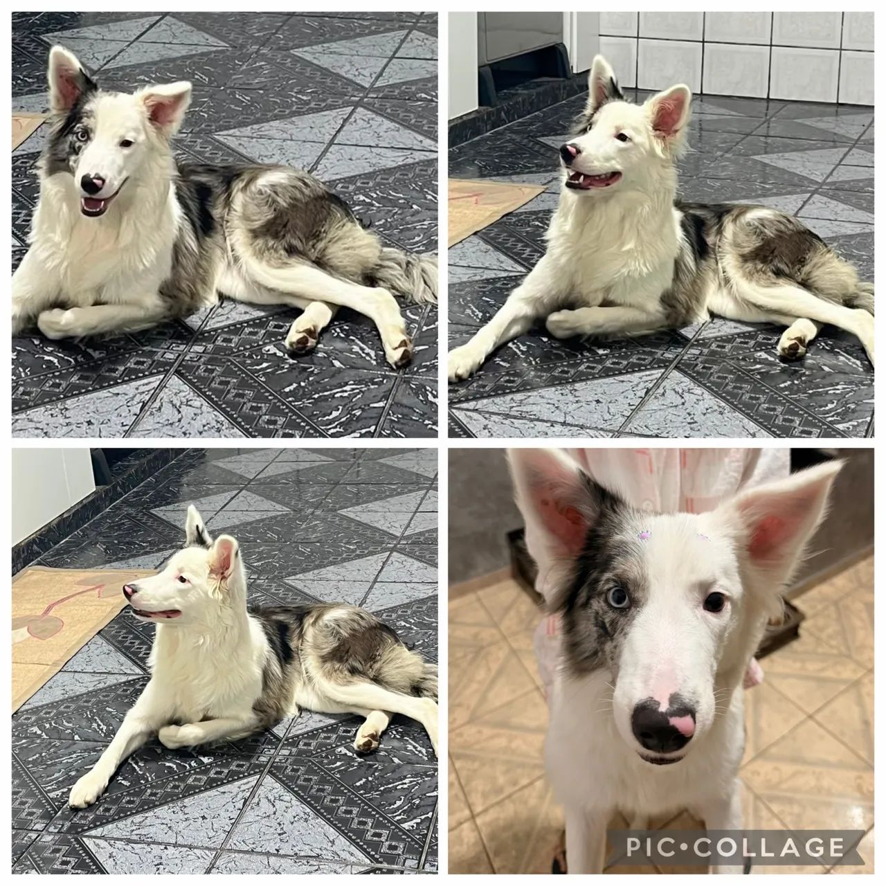 Vendo cadela Border Collie 