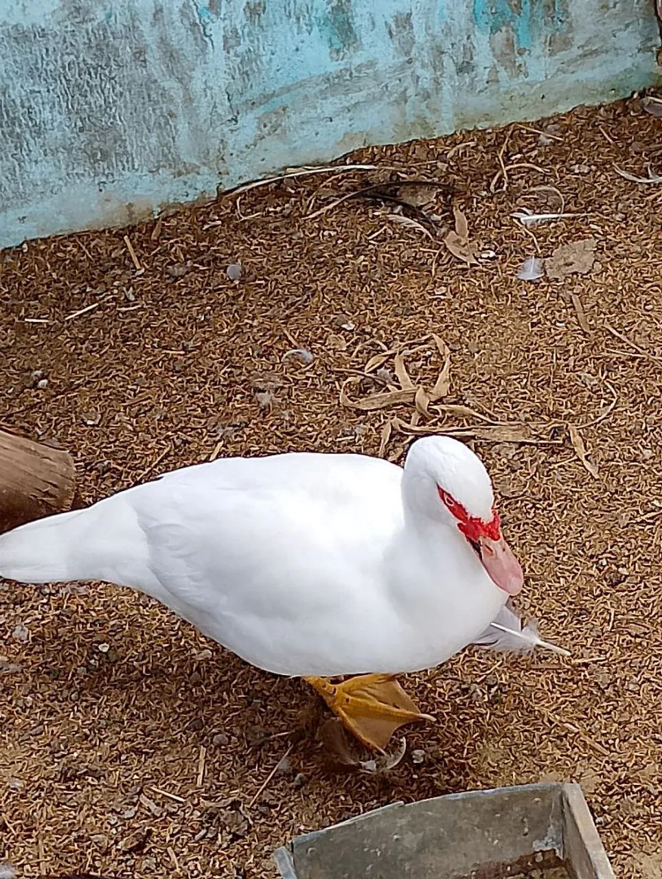 Patos - Foto 4