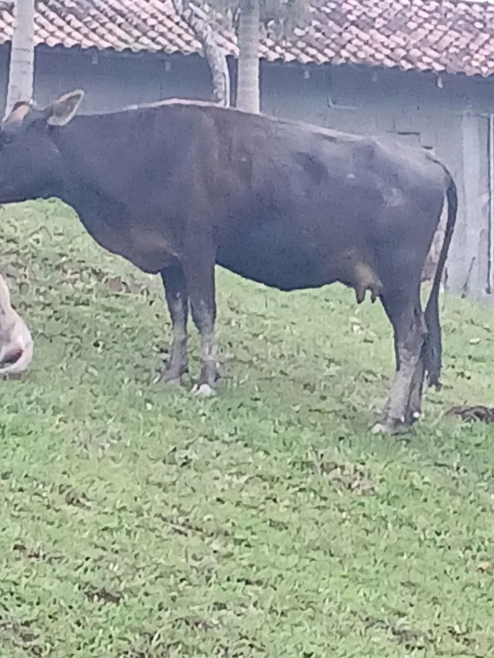 Vaca muito mansa - Foto 2