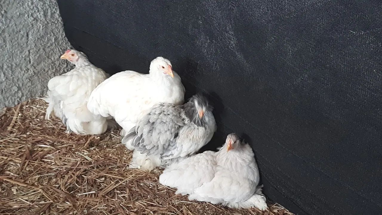 Brahmas Puras Maiores e Top de Linha!!! - Foto 4
