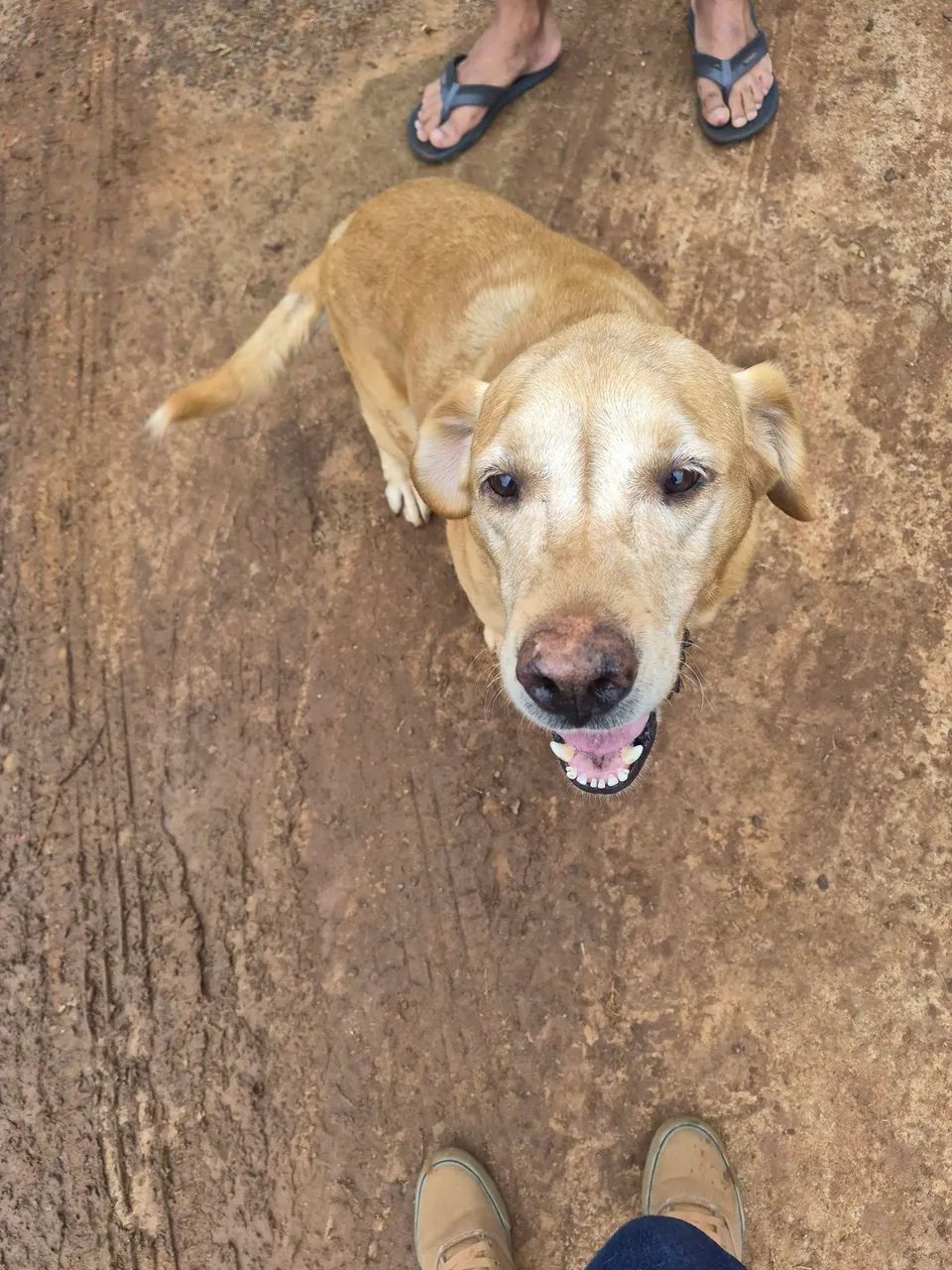 Doação Labrador - 4 anos - Foto 3