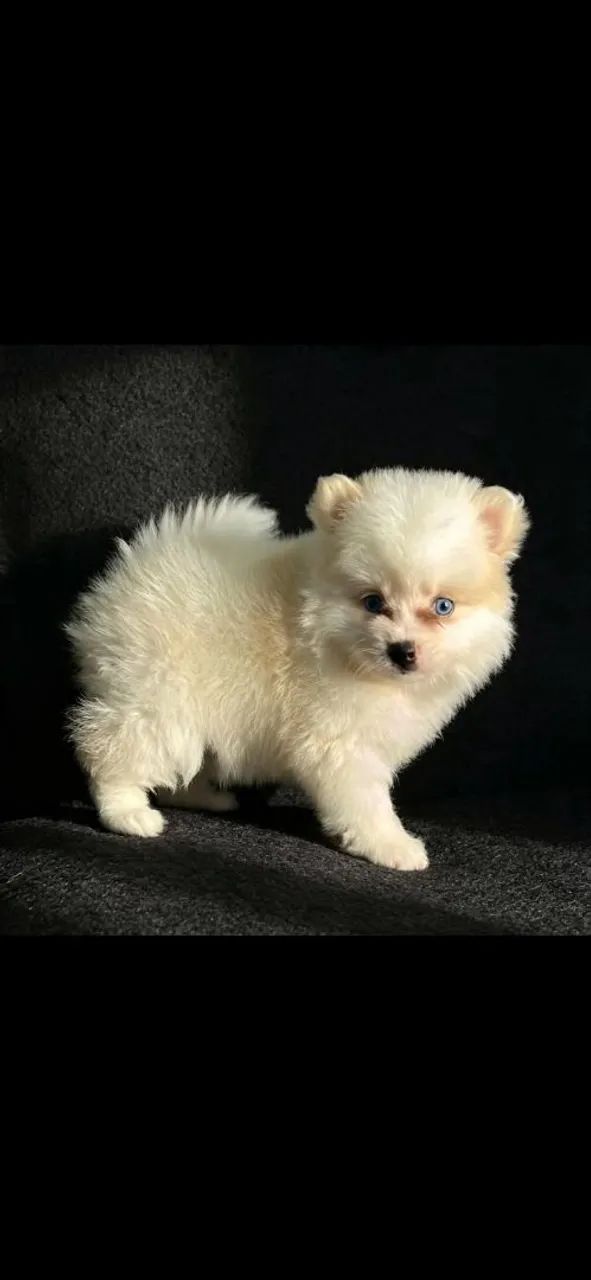 Pomsky mini husky  - Foto 3