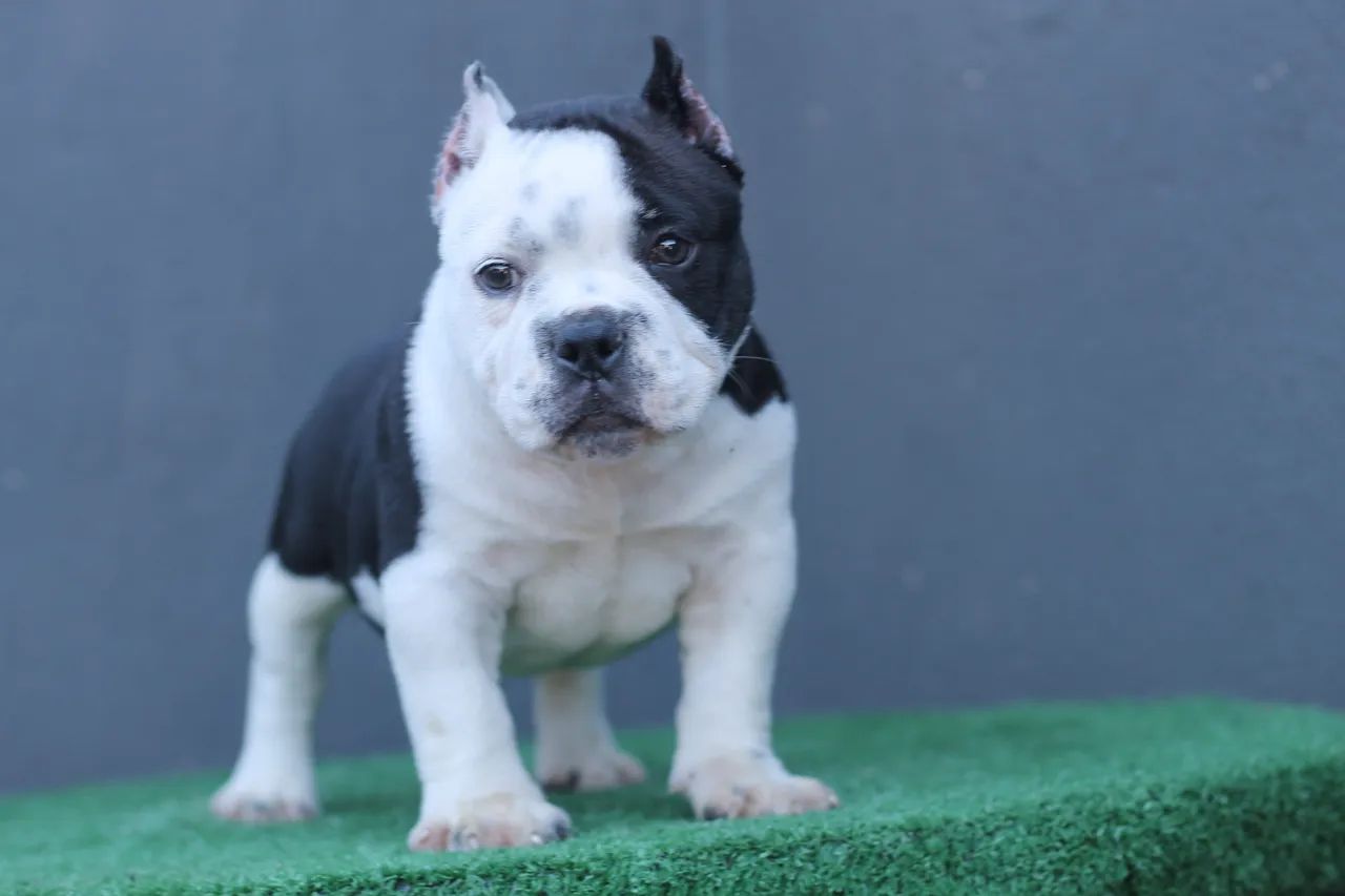 AMERICAN BULLY MICRO - MACHO  - Foto 4