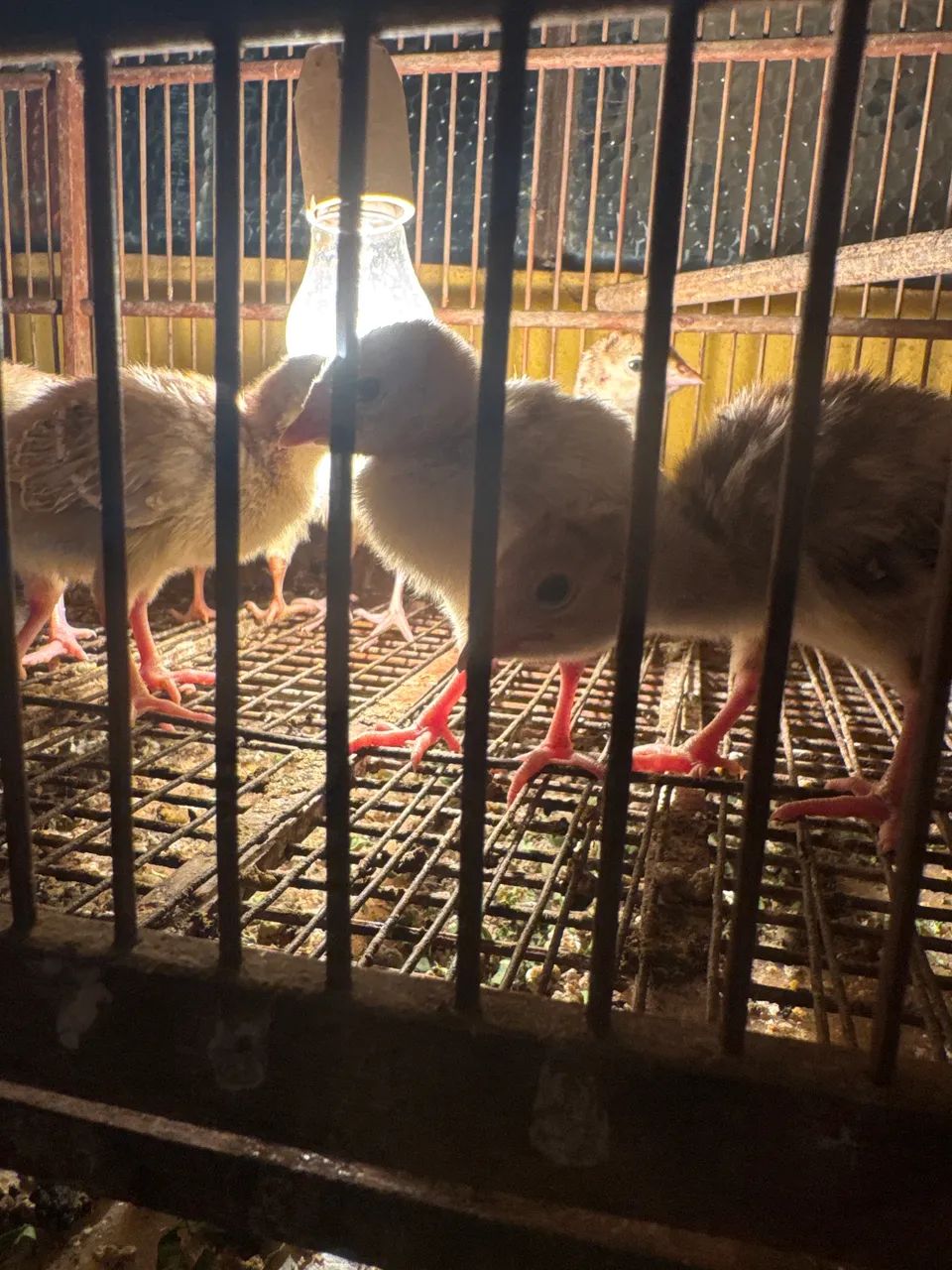 Pintainhos de peru 