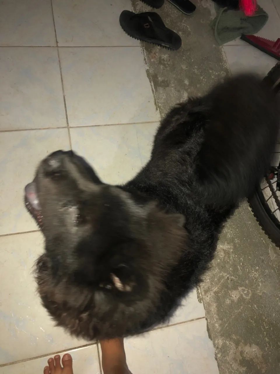 Chow chow - Foto 2