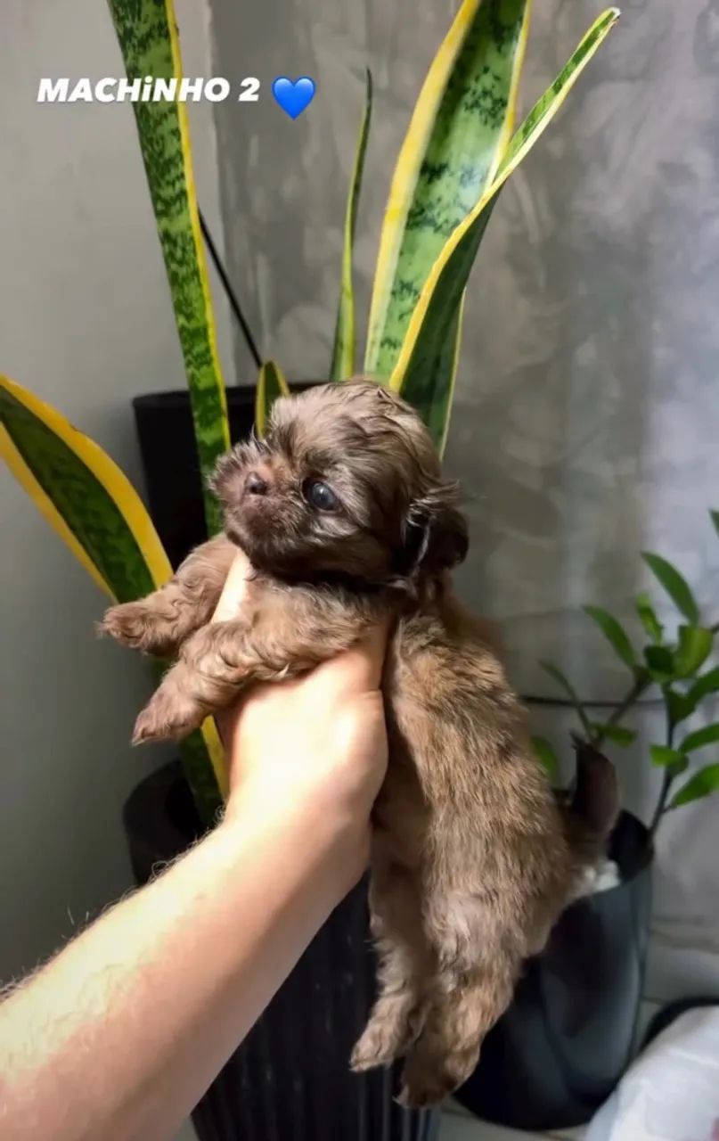 FILHOTES DE SHIHTZU MACHO - Foto 3