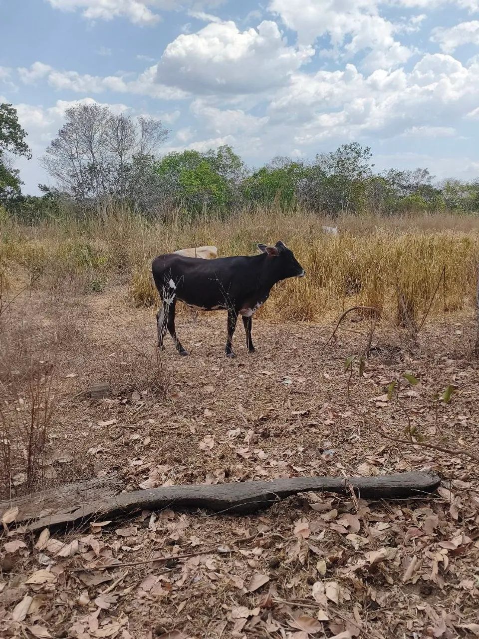 Para venda  - Foto 3