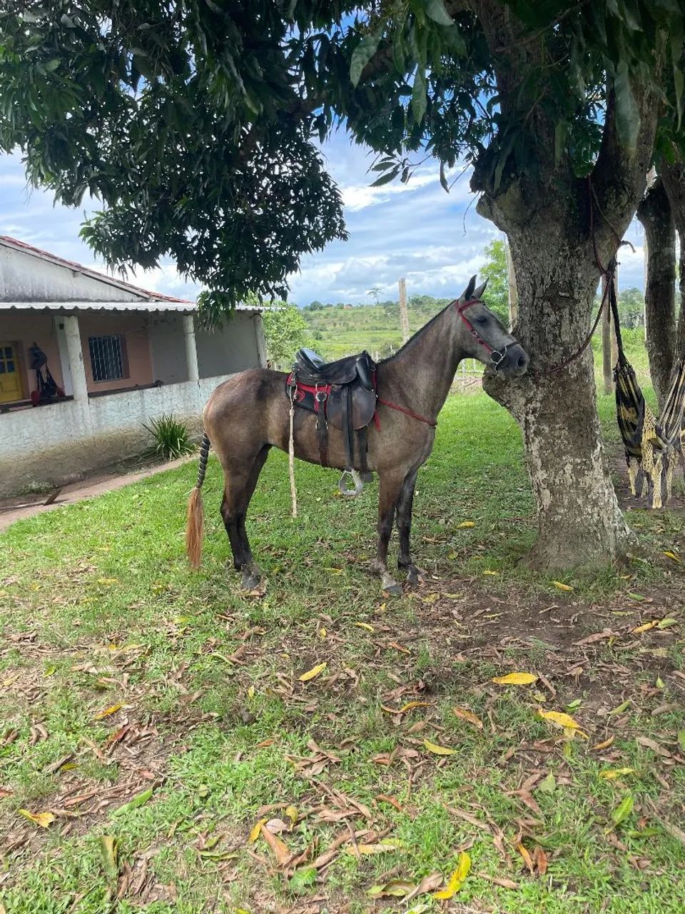 ÉGUA MANGALARGA  - Foto 2
