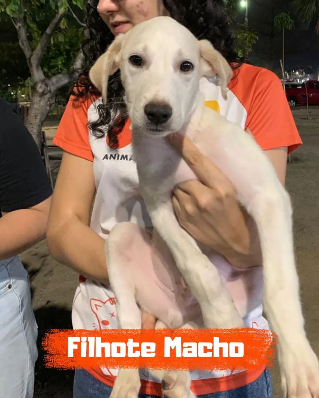 Filhotes disponíveis 