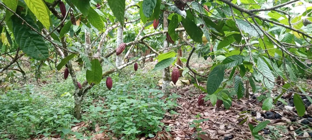 Foto - Salvador - Itaigara