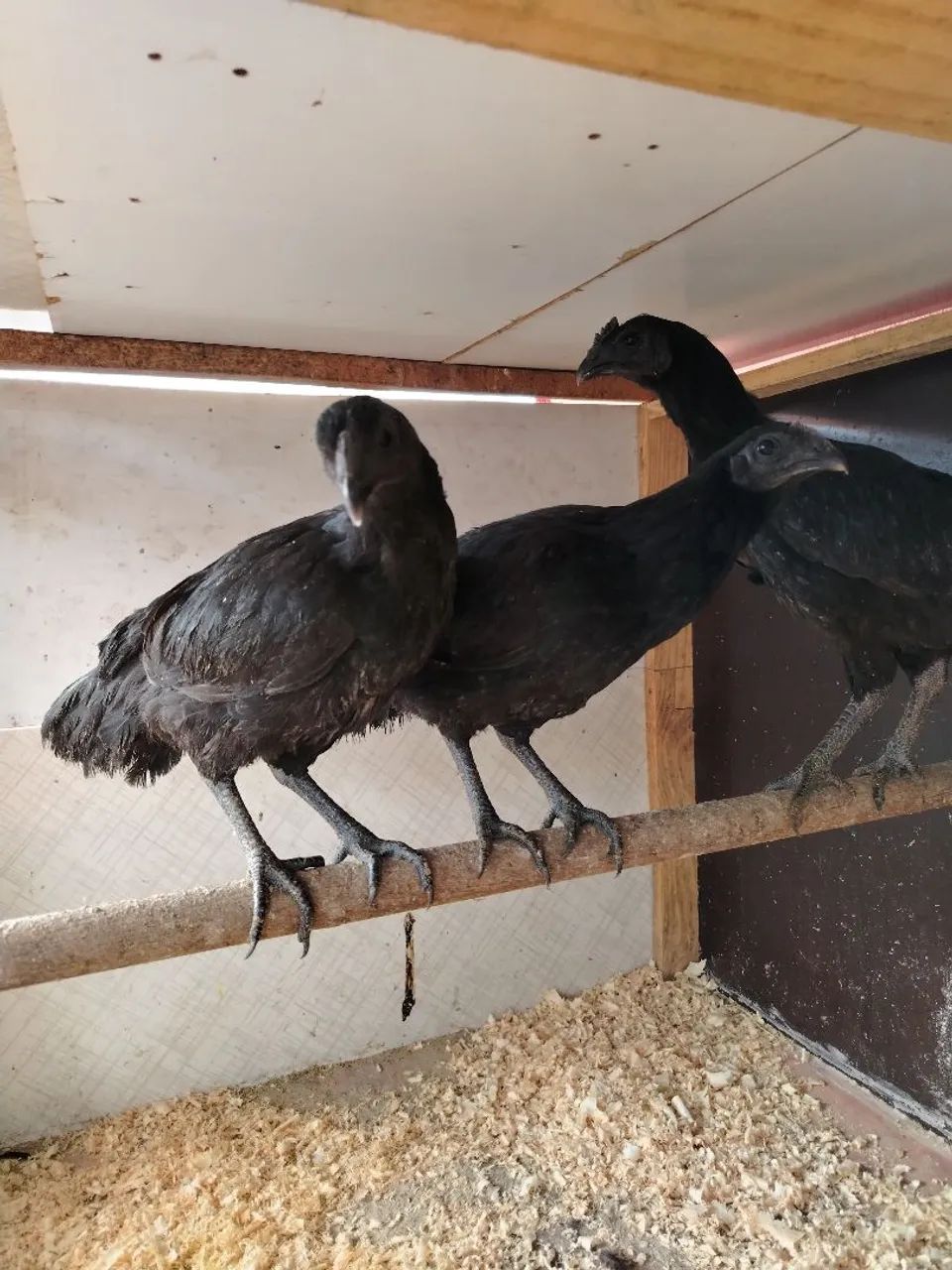Ayan Cemani  - Foto 2