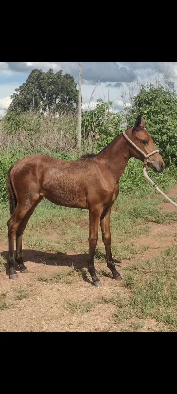 Potra mangalarga marchado - Foto 2
