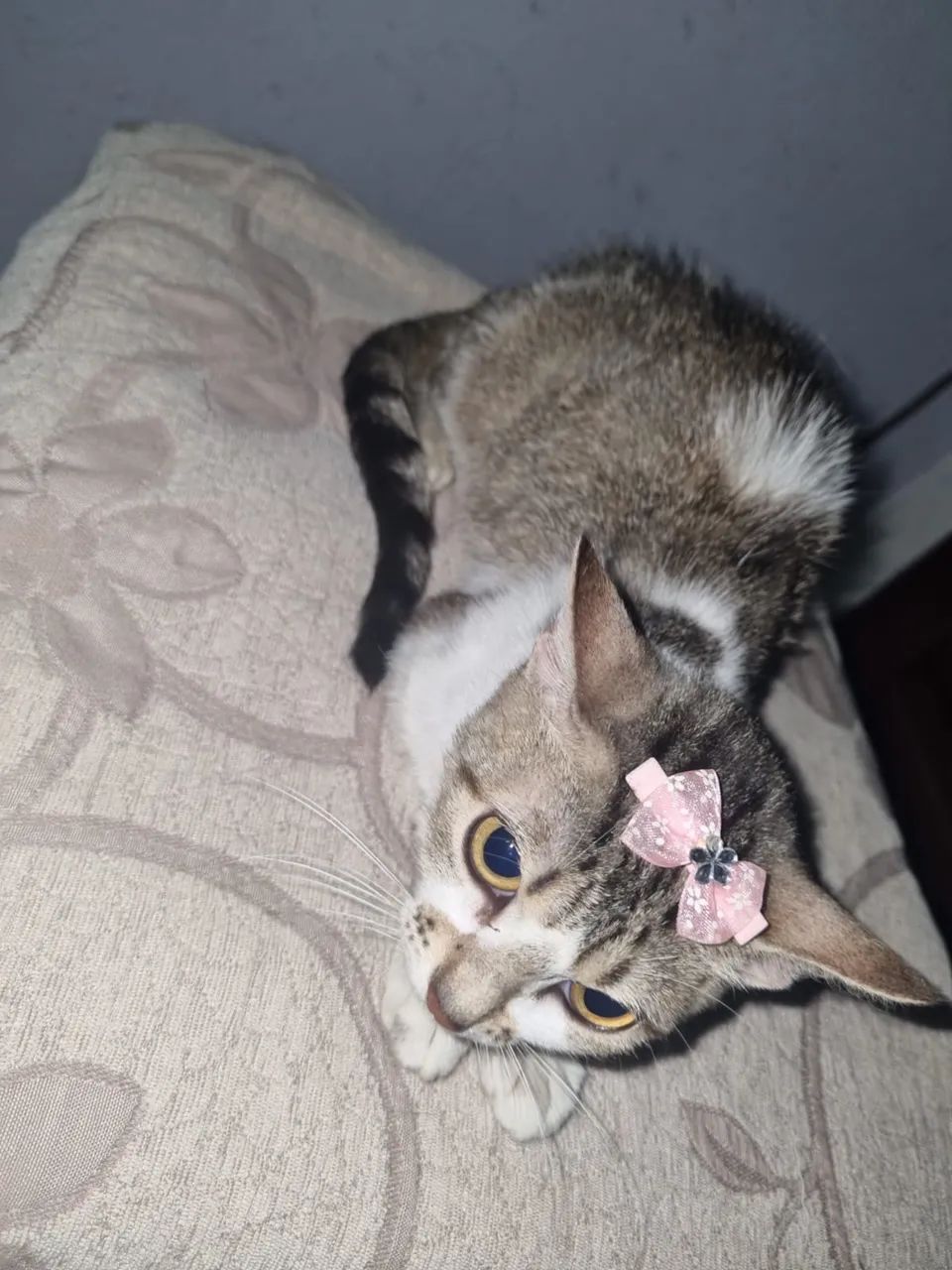 Doa-se gatinha 10 meses castrada 