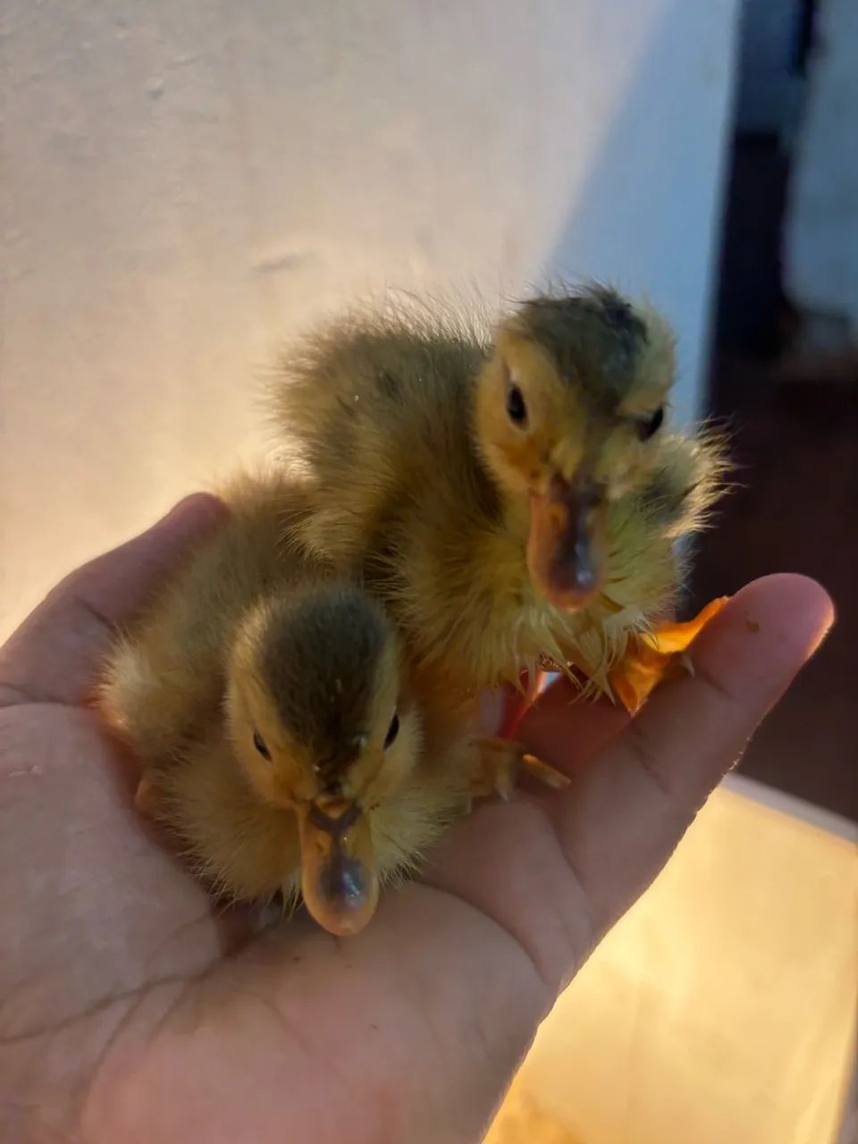 Marreco - Foto 2
