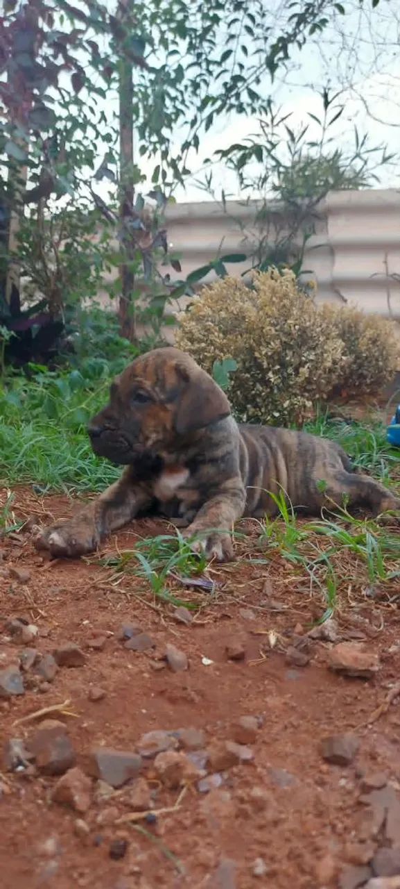 Fila brasileiro  - Foto 2