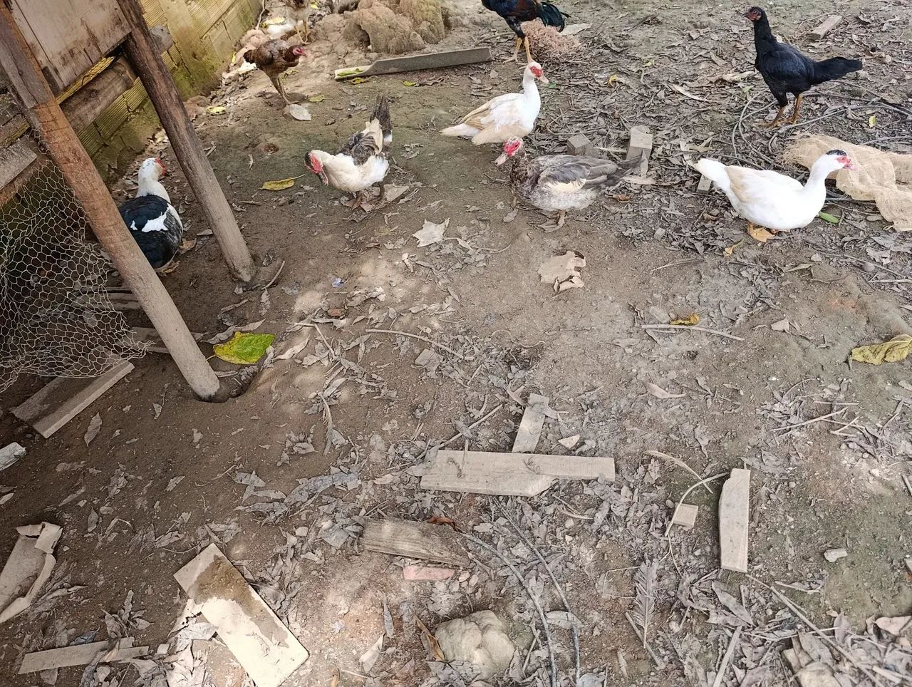 PATOS (Adulto) - Foto 3