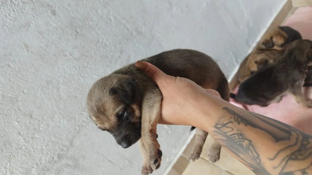 Filhotes de cachorro  - Foto 4