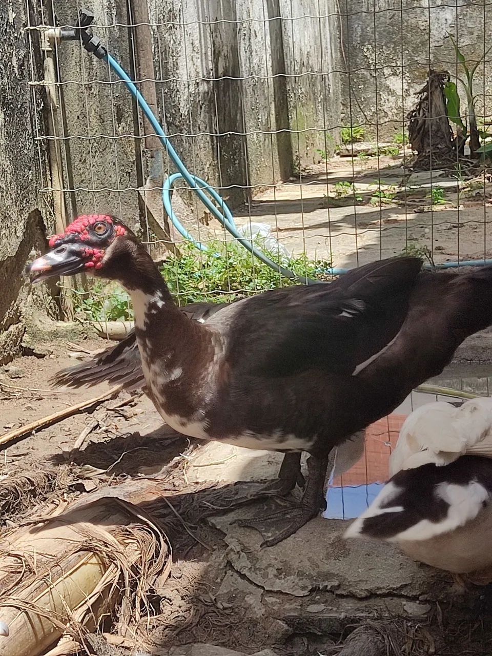 Pato