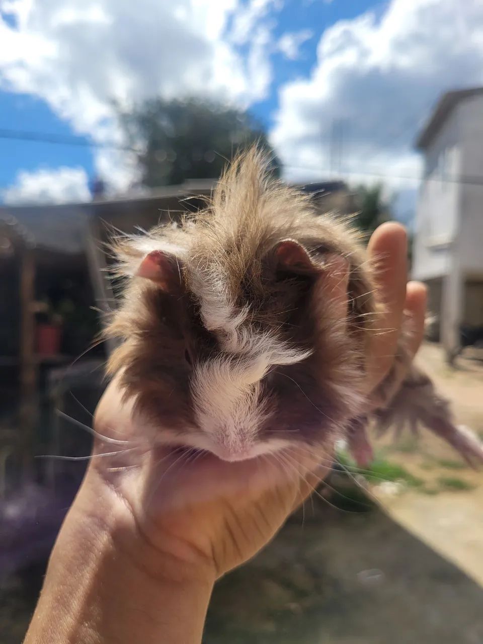 Porquinho da india  - Foto 4