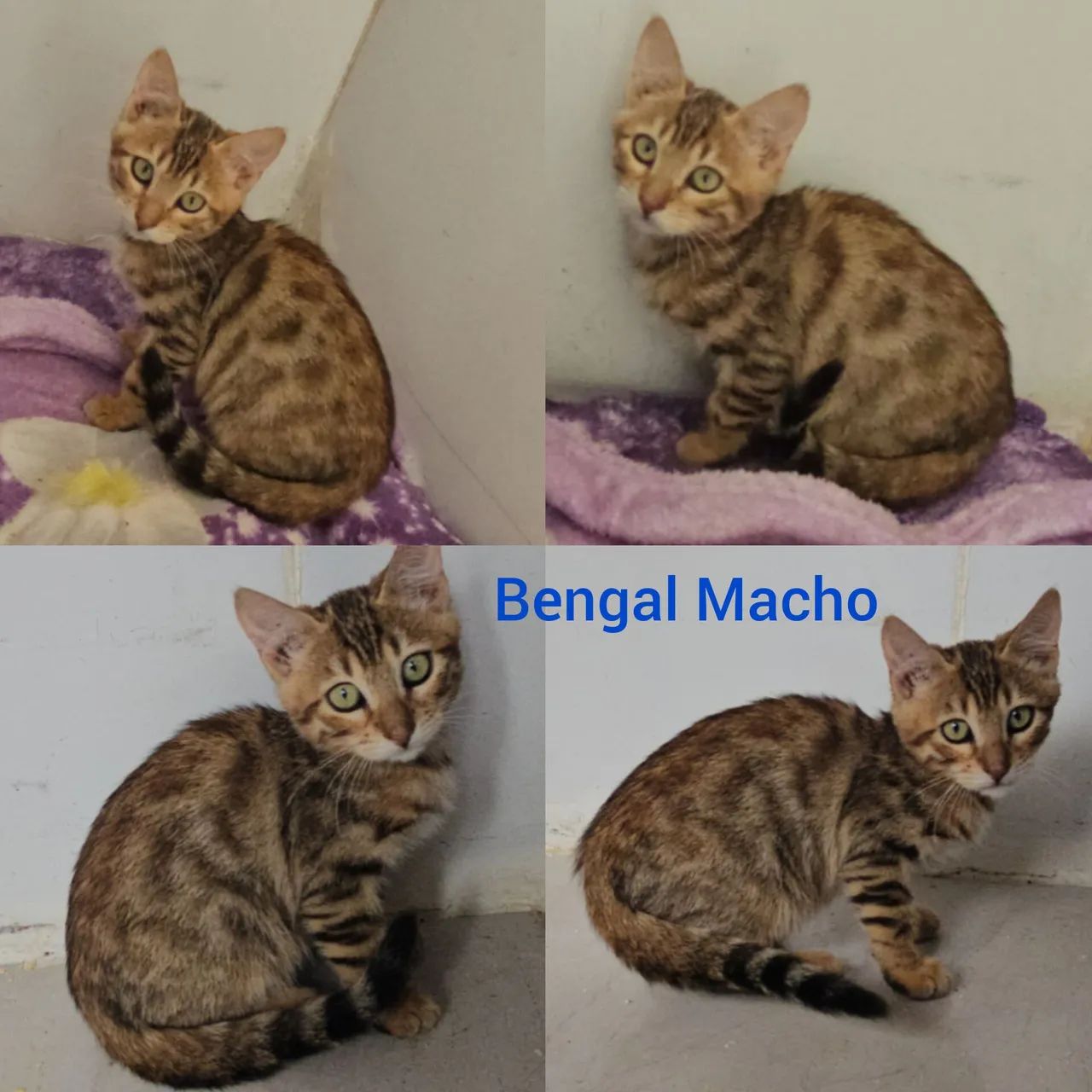  Bengal de Rosetas e Marble - Gatil BSB Cat  - Foto 5