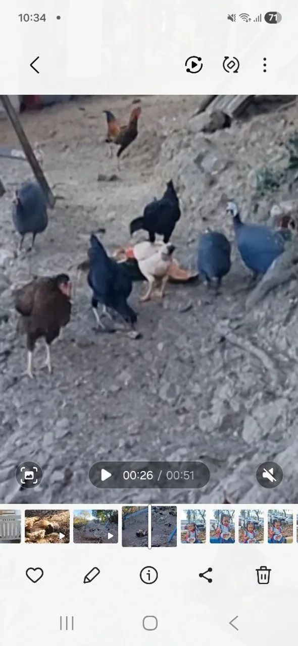 Guiné, cocá