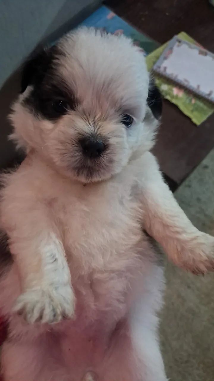 Cachorro macho shitzy - Foto 3