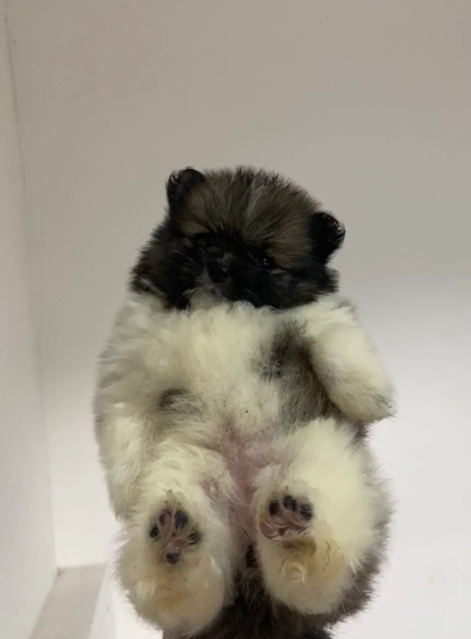Spitz alemão (lulu) - Foto 4